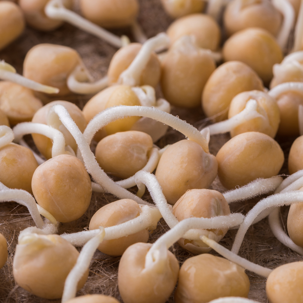 Garbanzo Bean