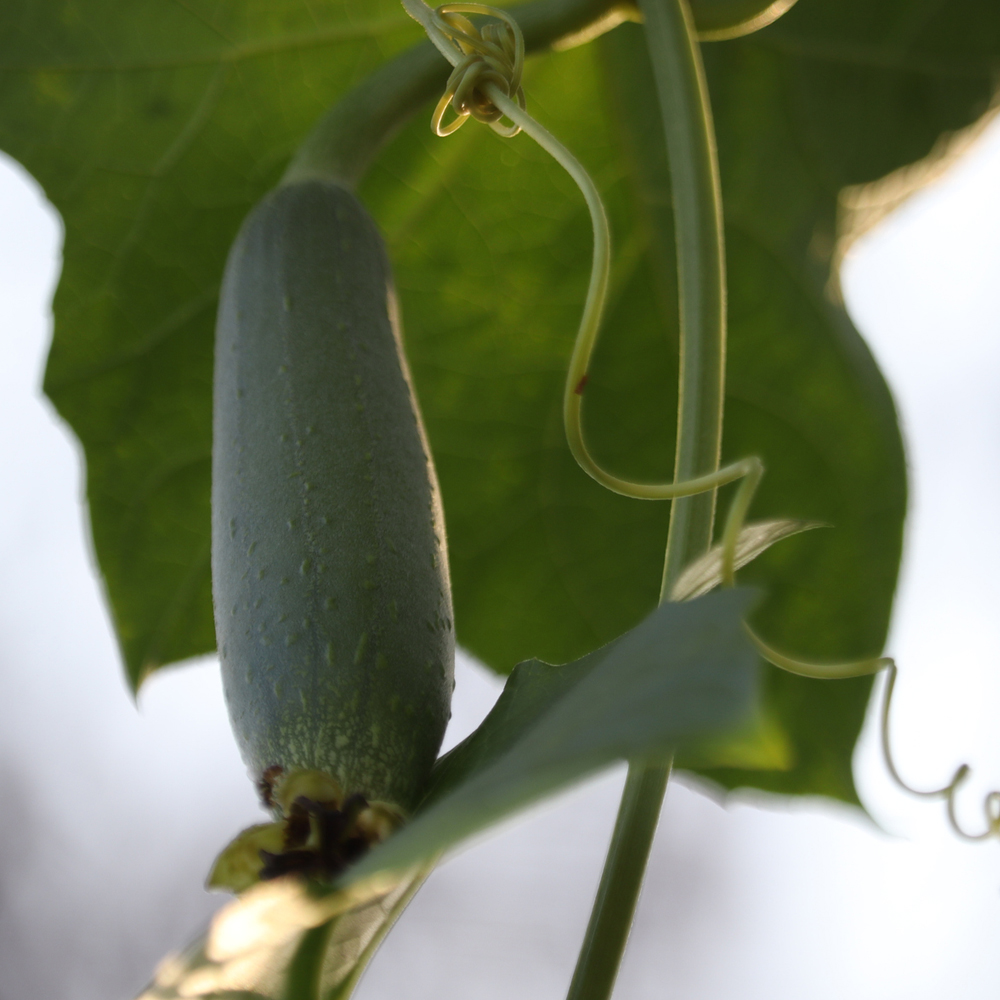 Gourds – Luffa Sponge (4 Seeds)