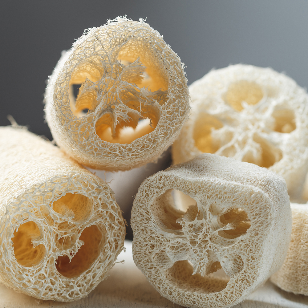 Gourds - Luffa Sponge (4 Seeds)
