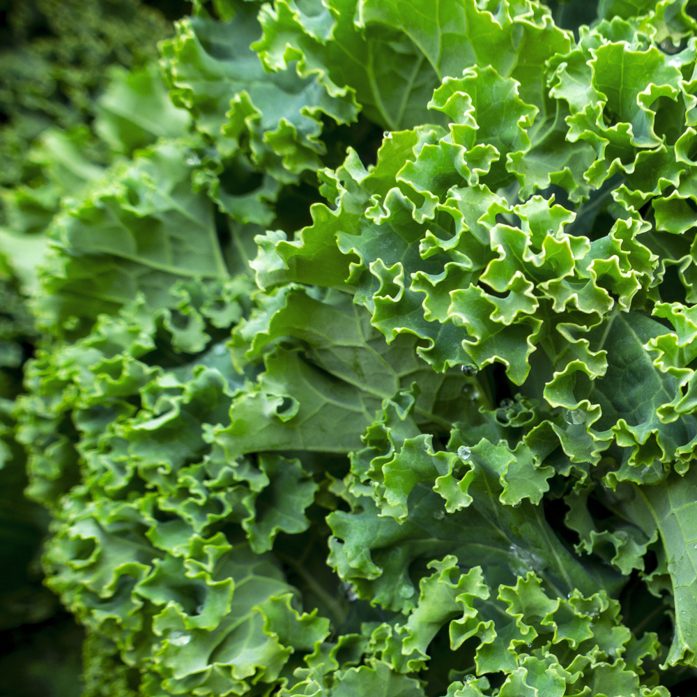 Kale - Dwarf Siberian
