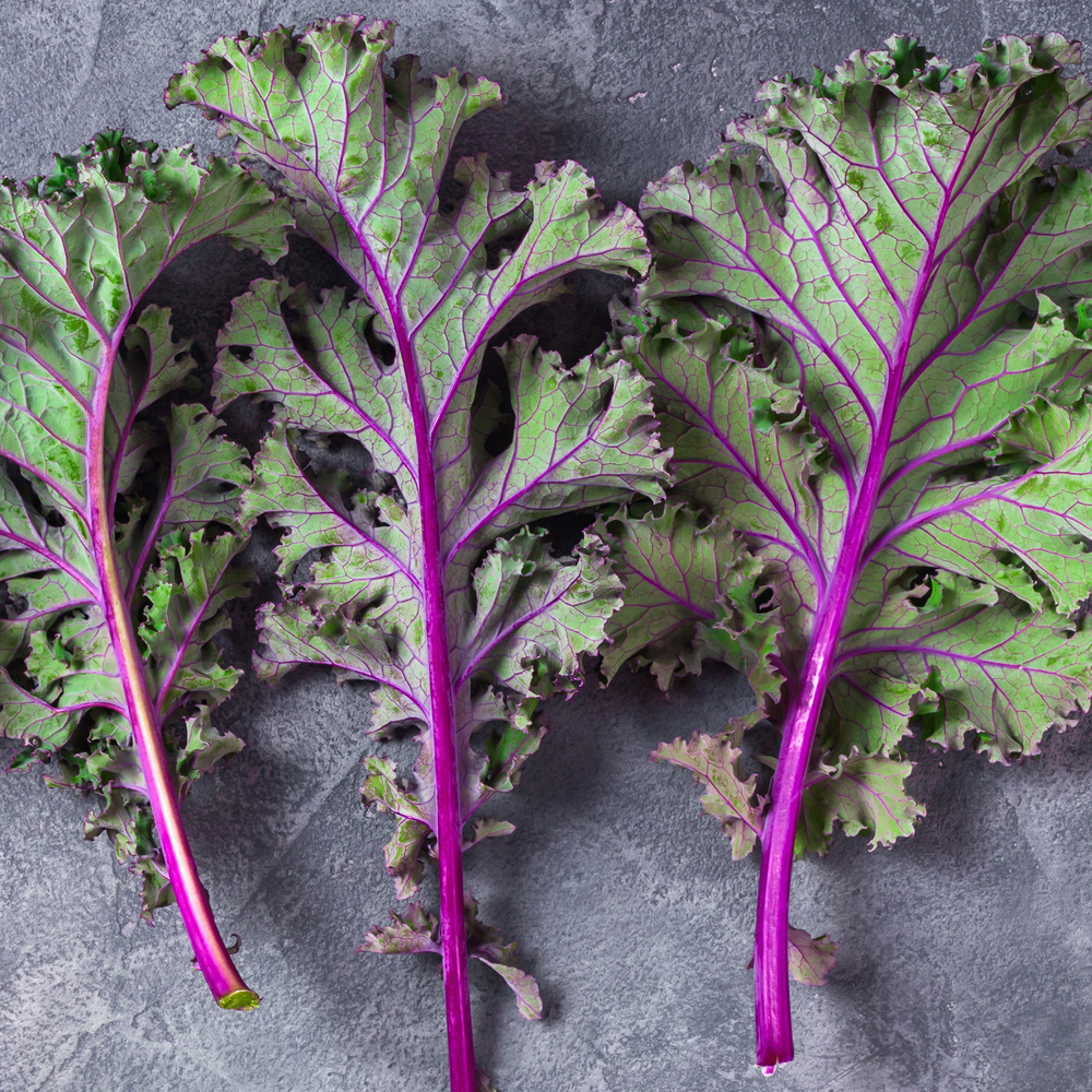 Kale – Red Russian (30-40 Seeds)