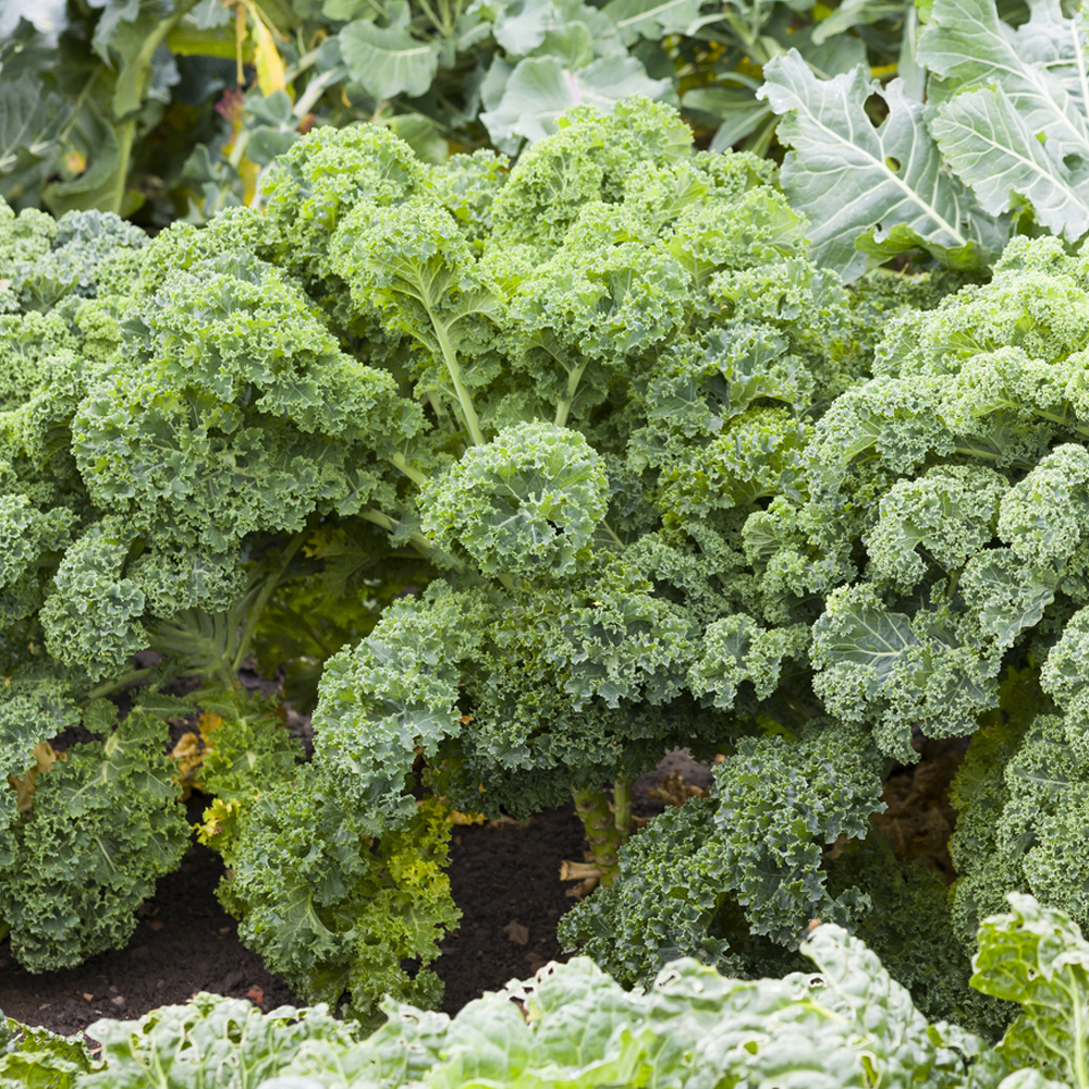 Kale – Vates Blue Scotch Curled (30-40 Seeds)