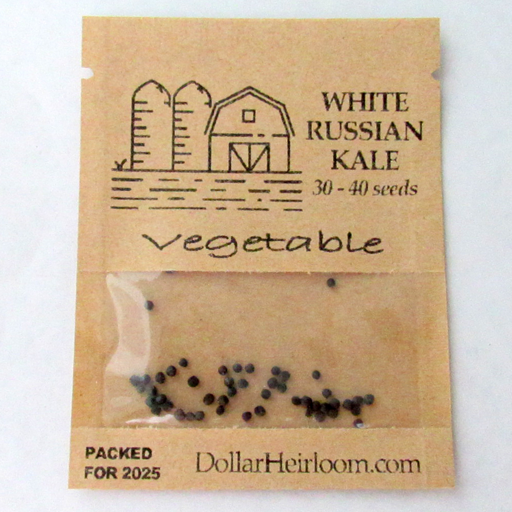 Kale – White Russian (30-40 Seeds)