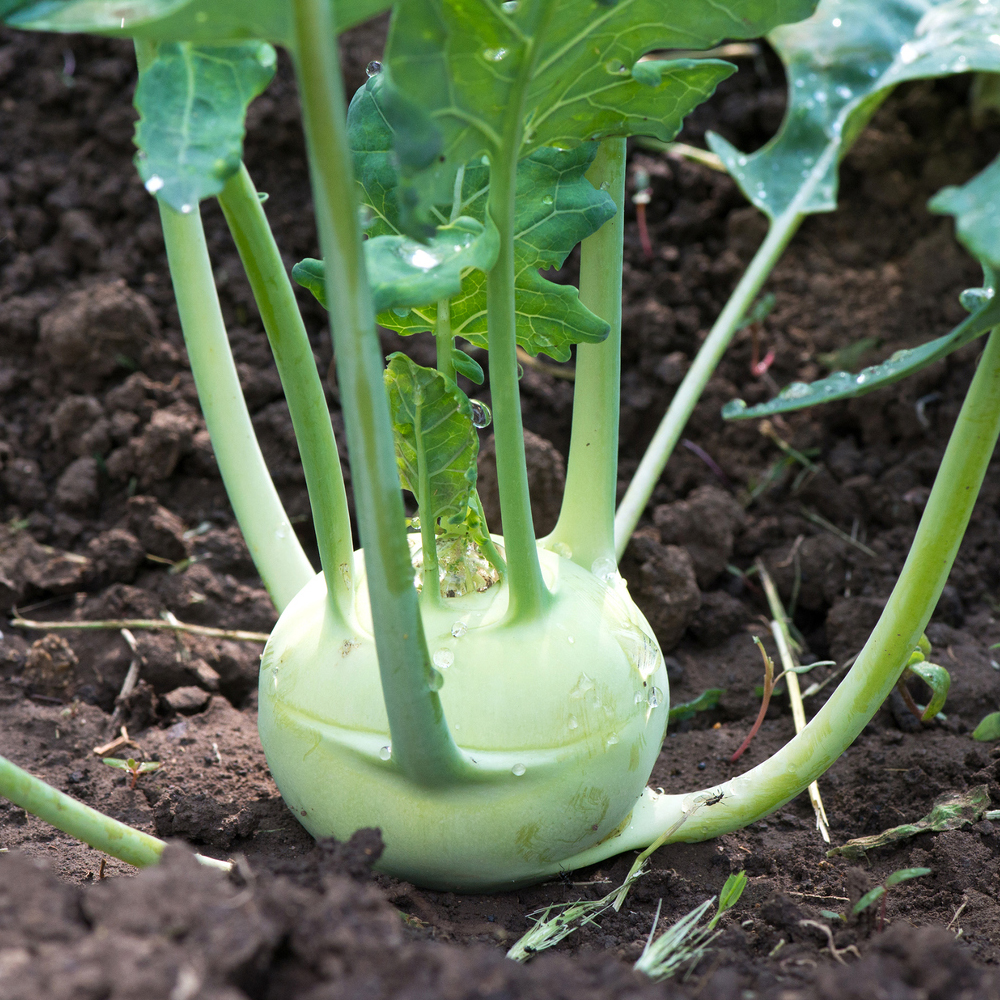 Kohlrabi – Early White Vienna (40-50 Seeds)