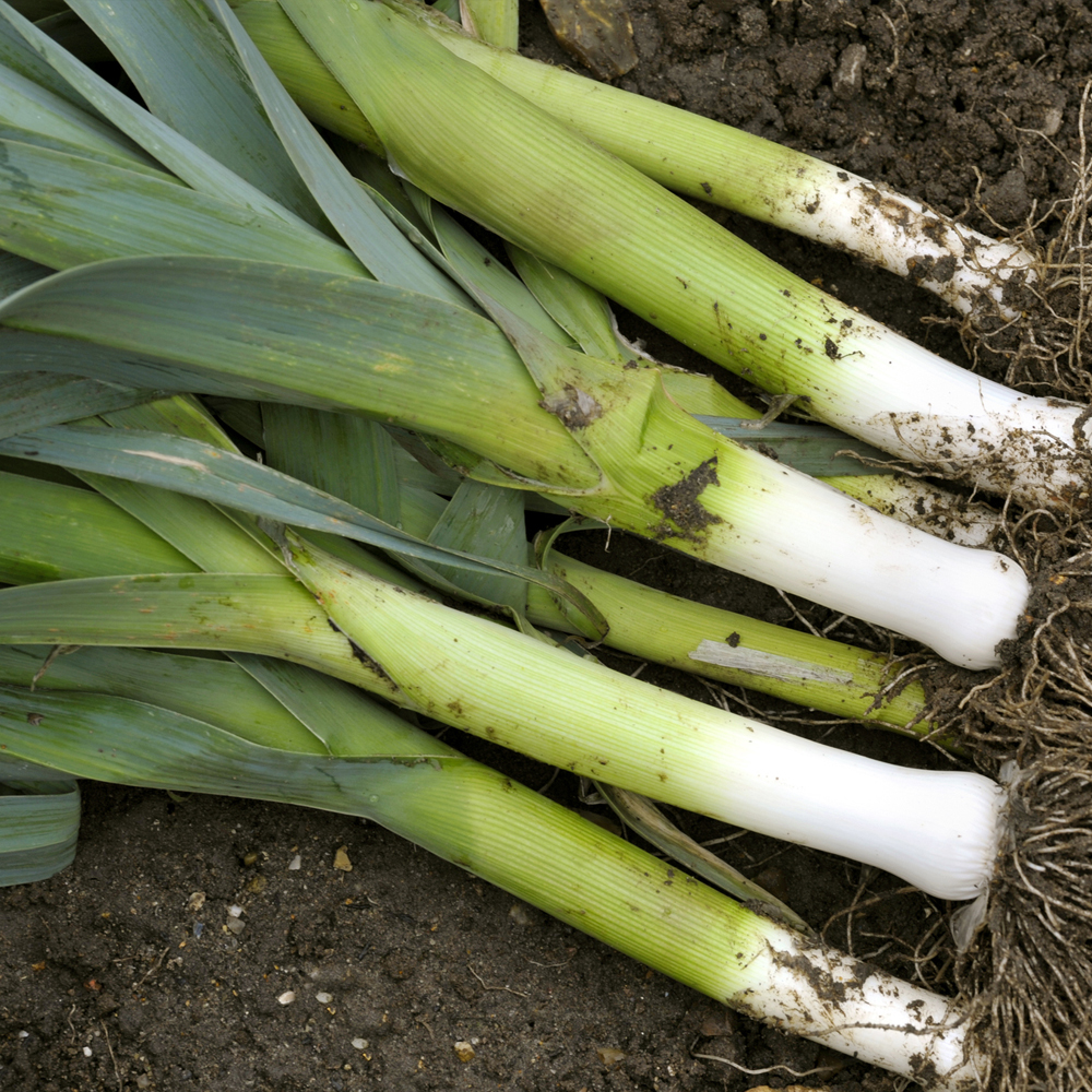 Leek – Large American Flag (40-50 Seeds)