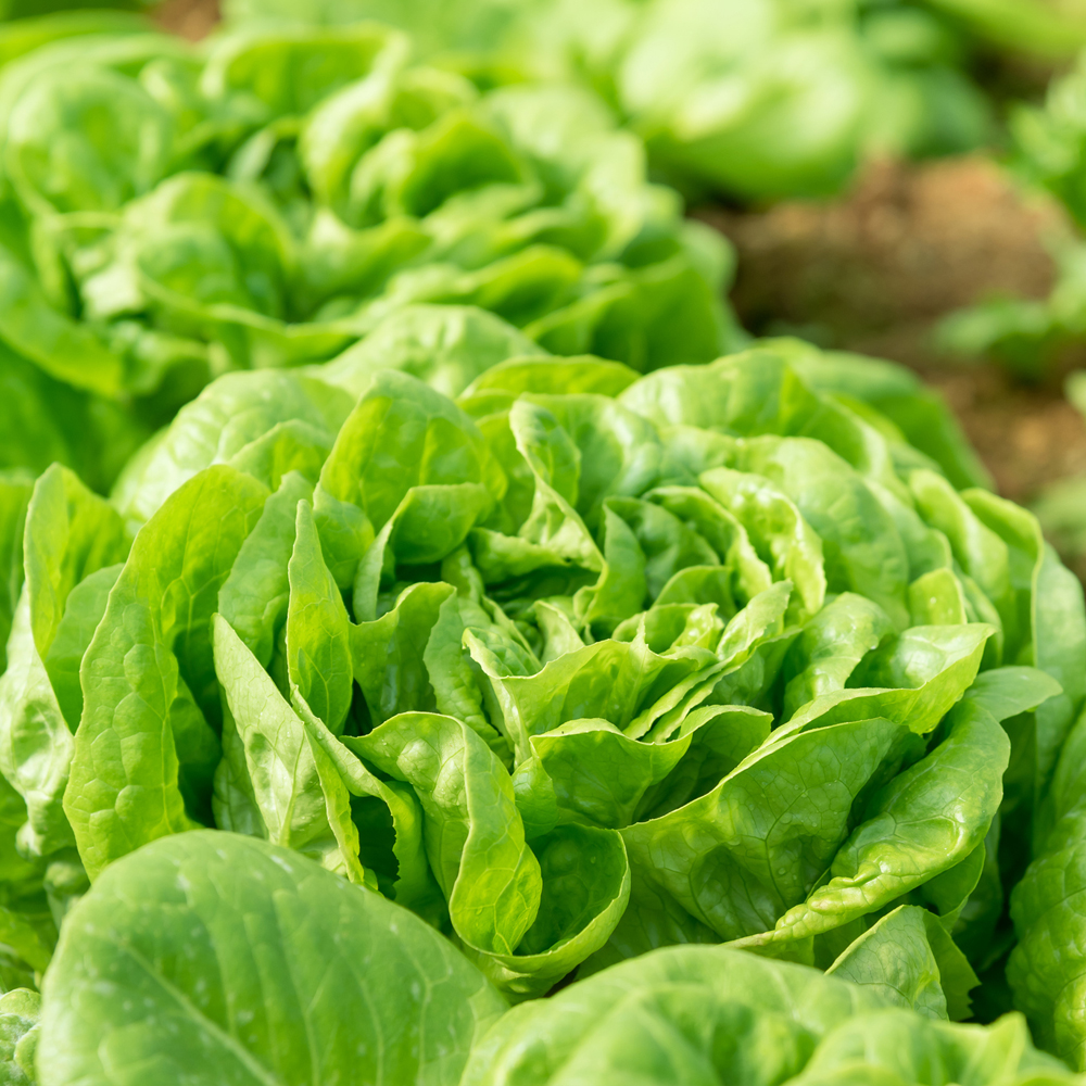 Lettuce - Butterhead - All Year Round