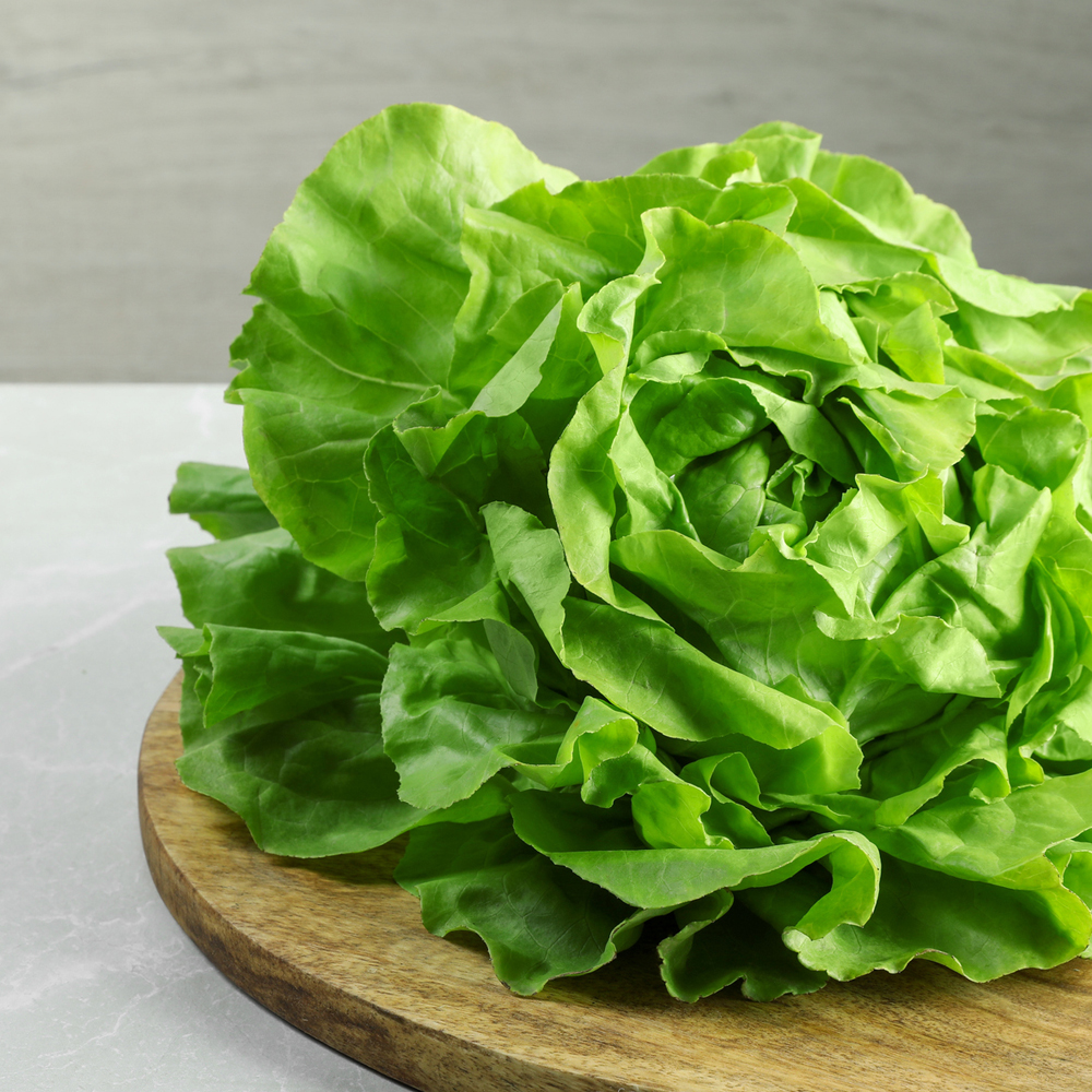 Lettuce - Butterhead - All Year Round
