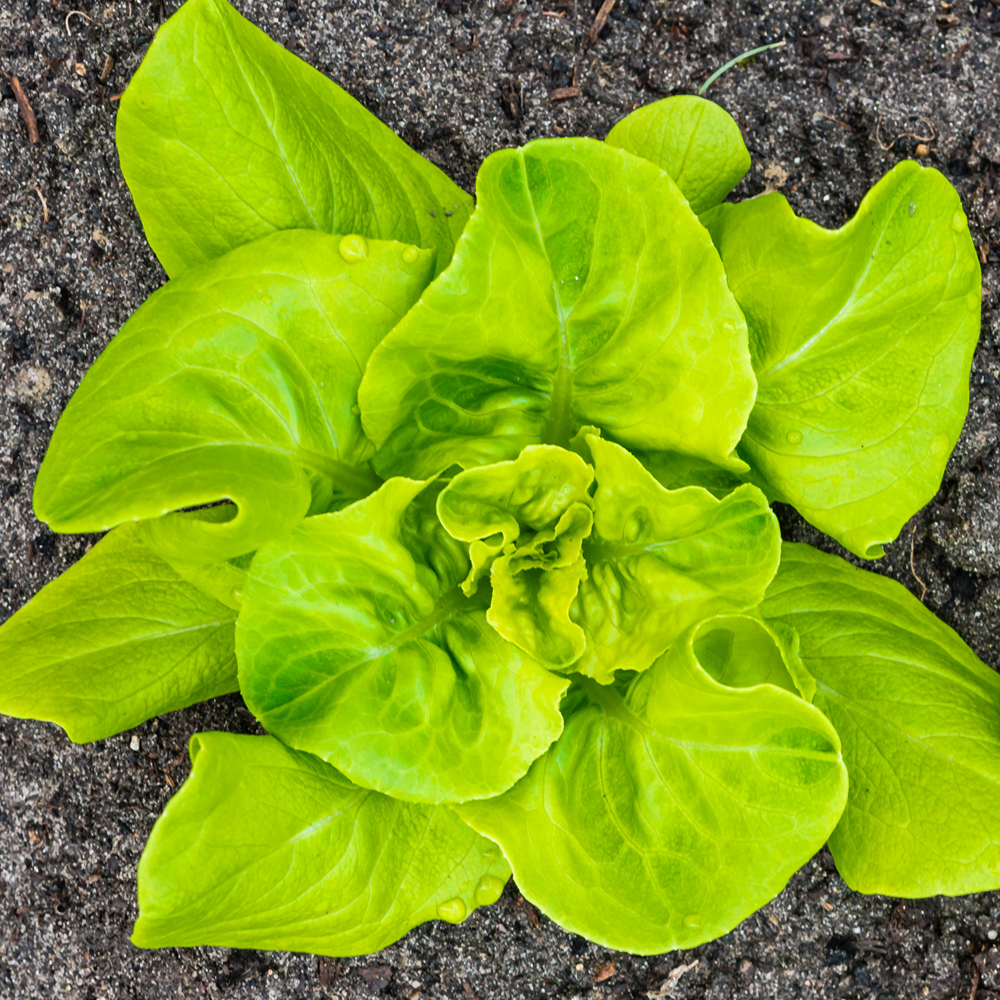 Lettuce – Butterhead – Buttercrunch (220-240 Seeds)