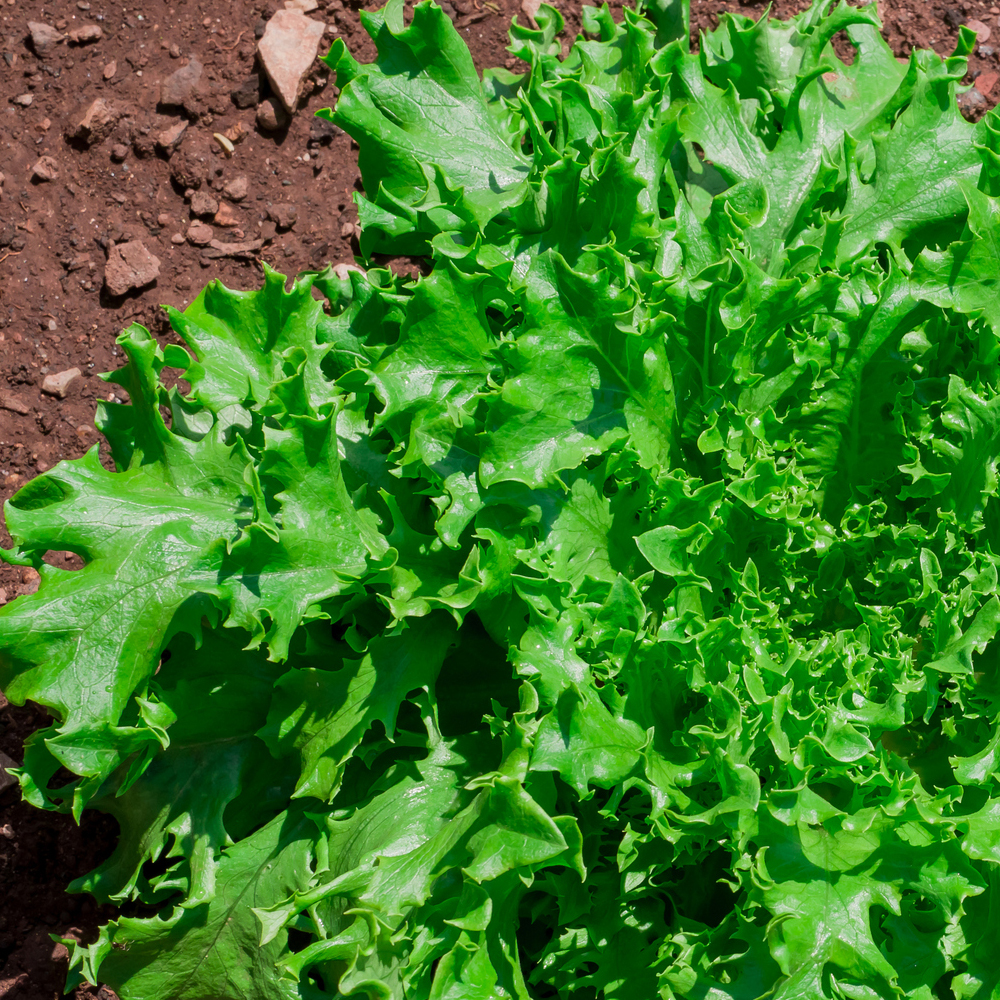 Lettuce – Leaf – Black Seeded Simpson (180-200 Seeds)