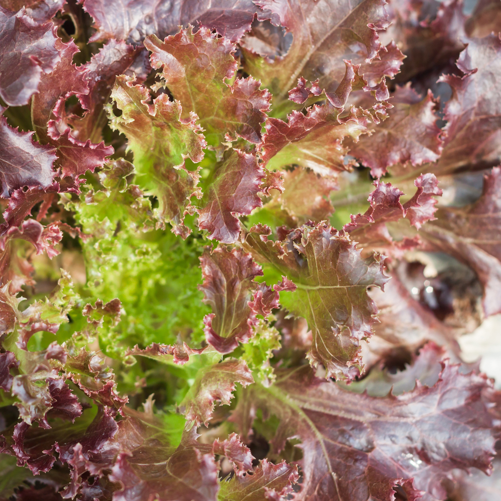 Lettuce – Leaf – Red Sails (130-150 Seeds)