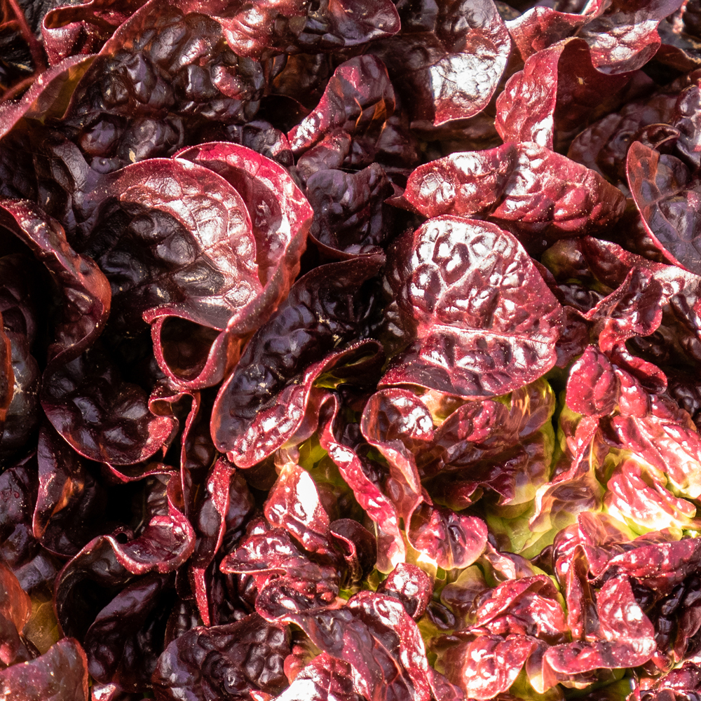 Lettuce – Leaf – Ruby Red (130-150 Seeds)