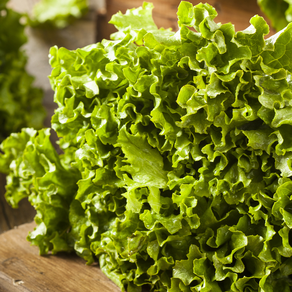 Lettuce – Leaf – Salad Bowl Green (220-240 Seeds)