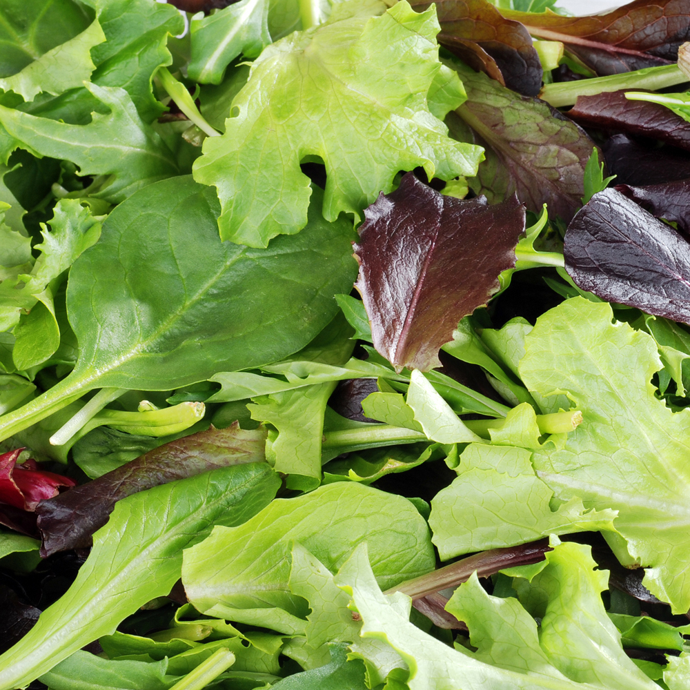 Lettuce – Mixed Greens – Gourmet Mixture (180-200 Seeds)