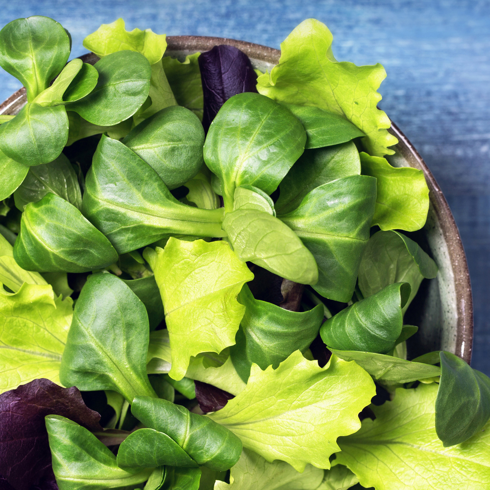 Lettuce - Mixed Greens - Mesclun Mix (180-200 Seeds)