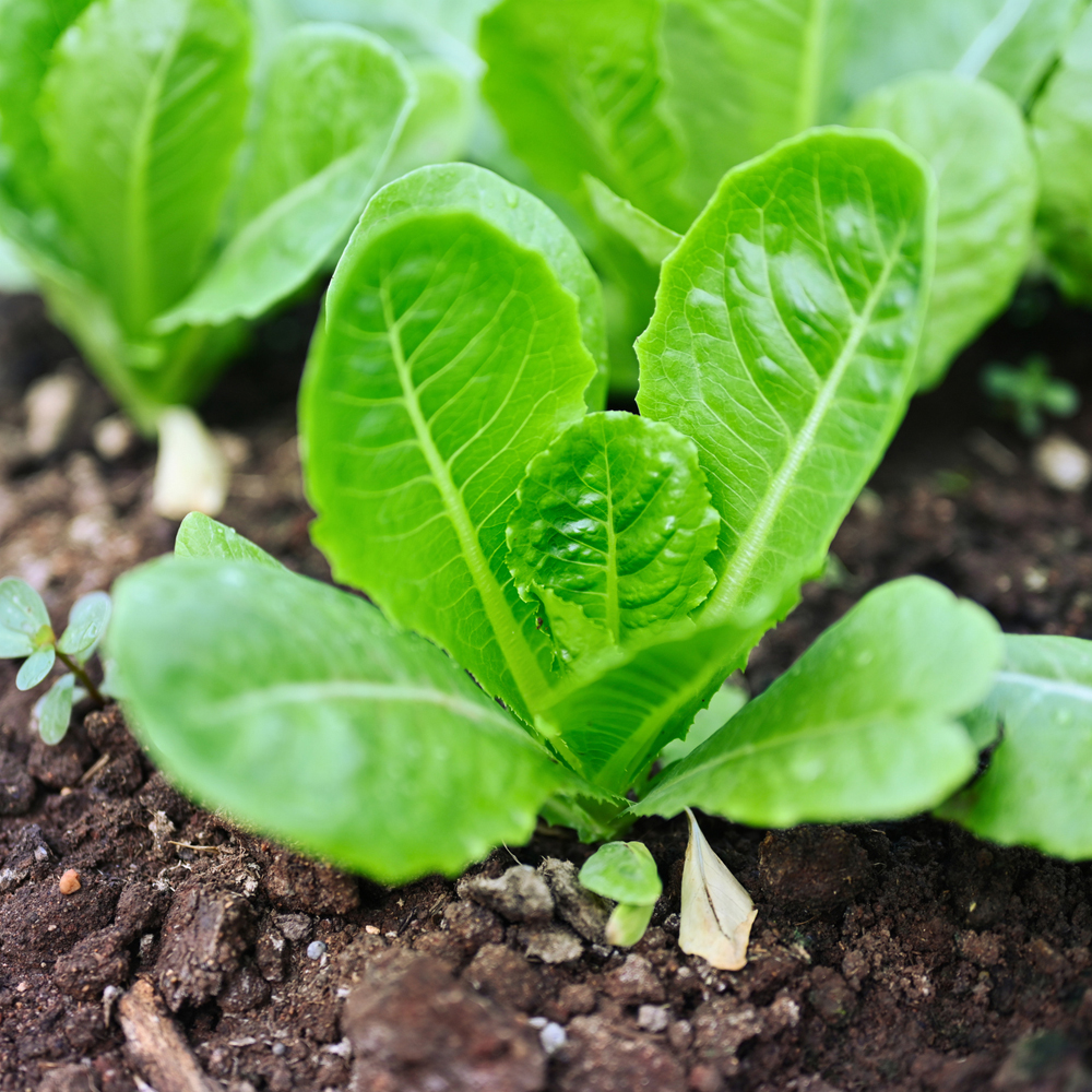 Lettuce – Romaine – Little Gem (220-240 Seeds)