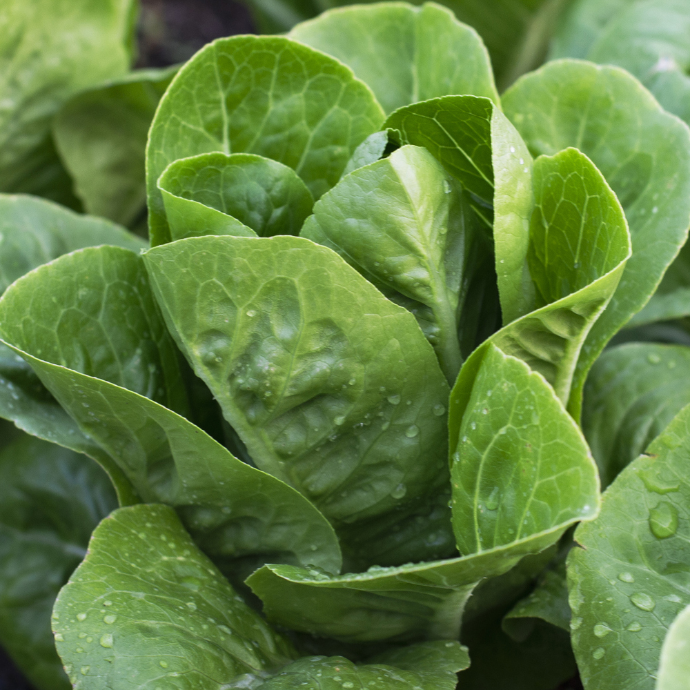 Lettuce – Romaine – Parris Island Cos (180-200 Seeds)