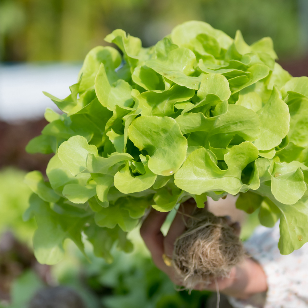 Lettuce – Summer Bibb (220-240 Seeds)