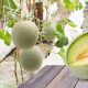 Melon - Honeydew - Green Flesh (8-10 Seeds)
