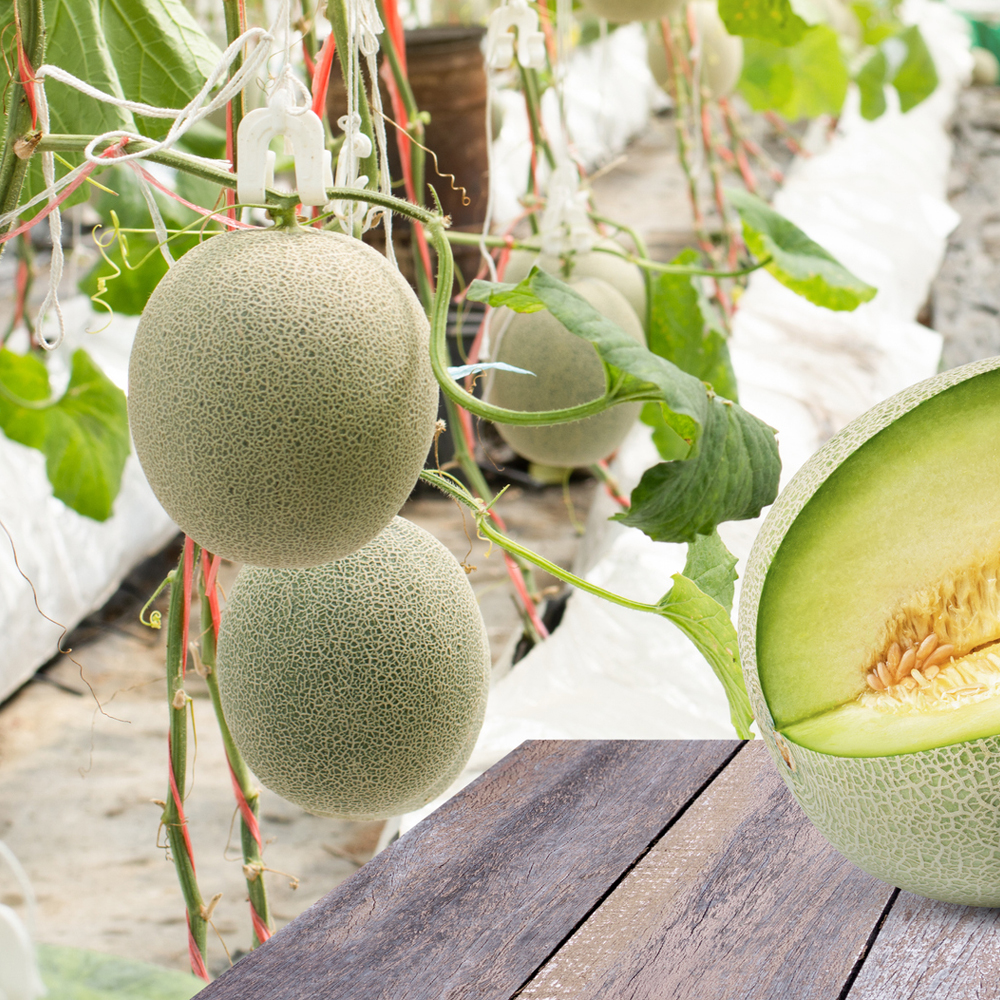 Melon – Honeydew – Green Flesh (8-10 Seeds)