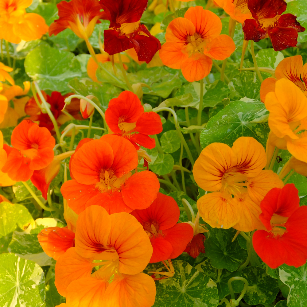 Nasturtium – Jewel Mix (8-10 Seeds)