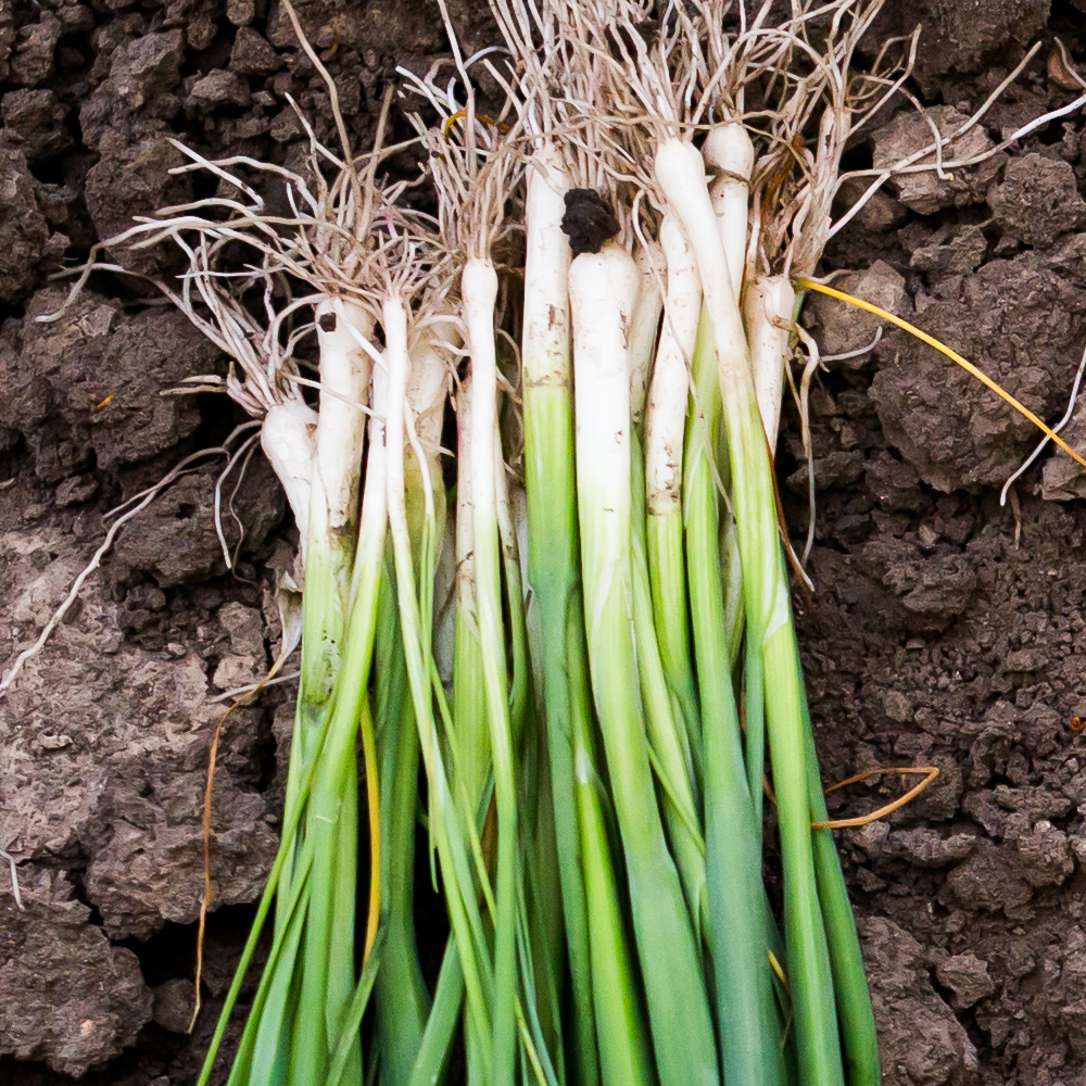 Onion – Bunching – Tokyo Long White (80-100 Seeds)