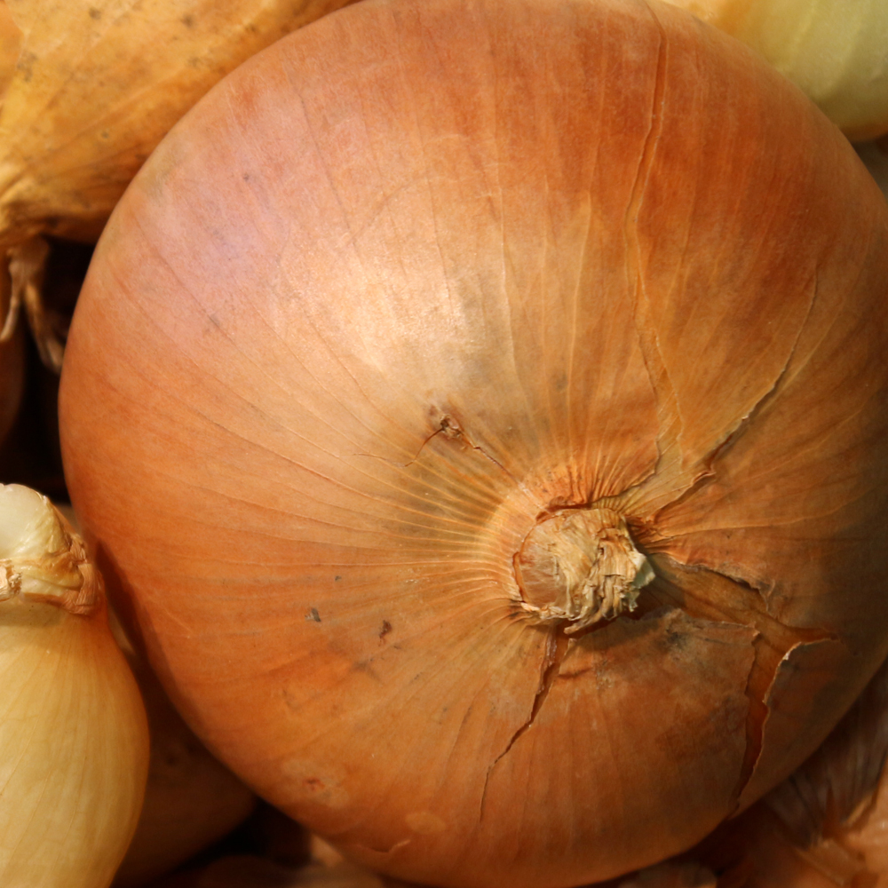 Onion - Intermediate - Candy Hybrid