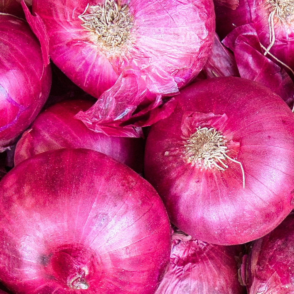 Onion - Long - Ruby