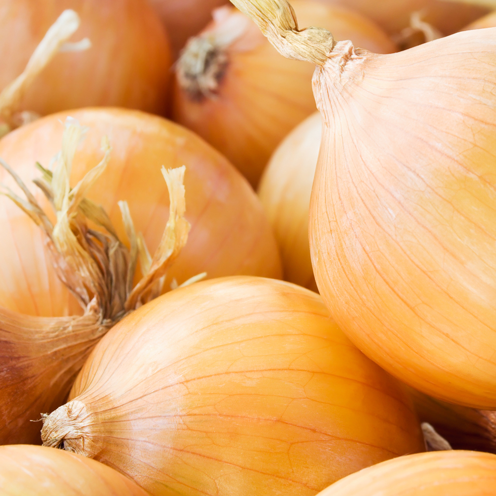 Onion – Long – Utah Yellow Sweet Spanish (60-80 Seeds)
