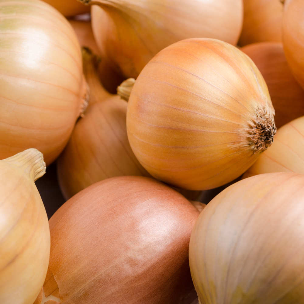 Onion - Long - Walla Walla