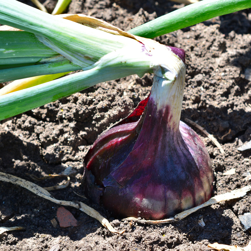 Onion – Short – Red Burgundy (60-80 Seeds)