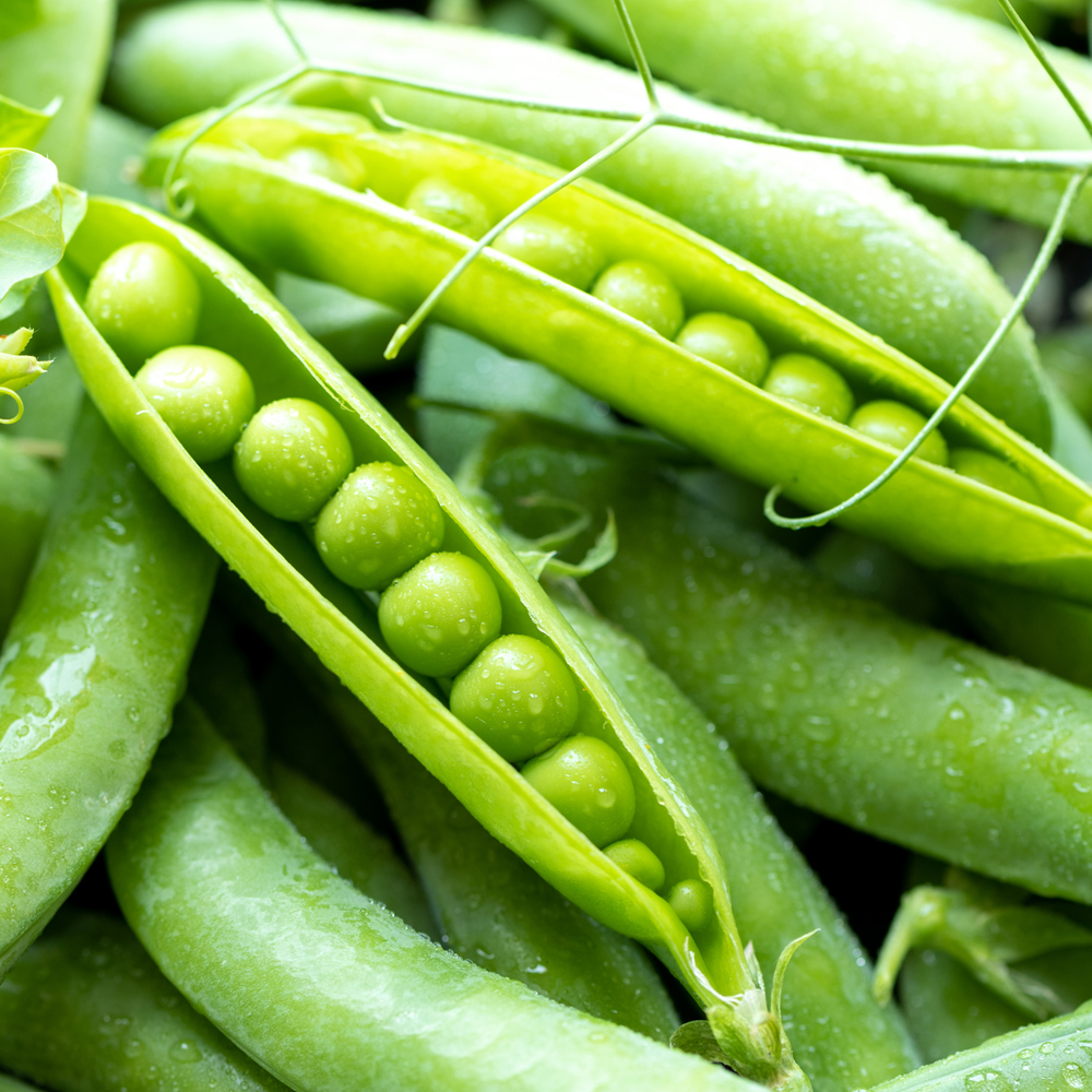 Pea – Green Arrow (8-10 Seeds)