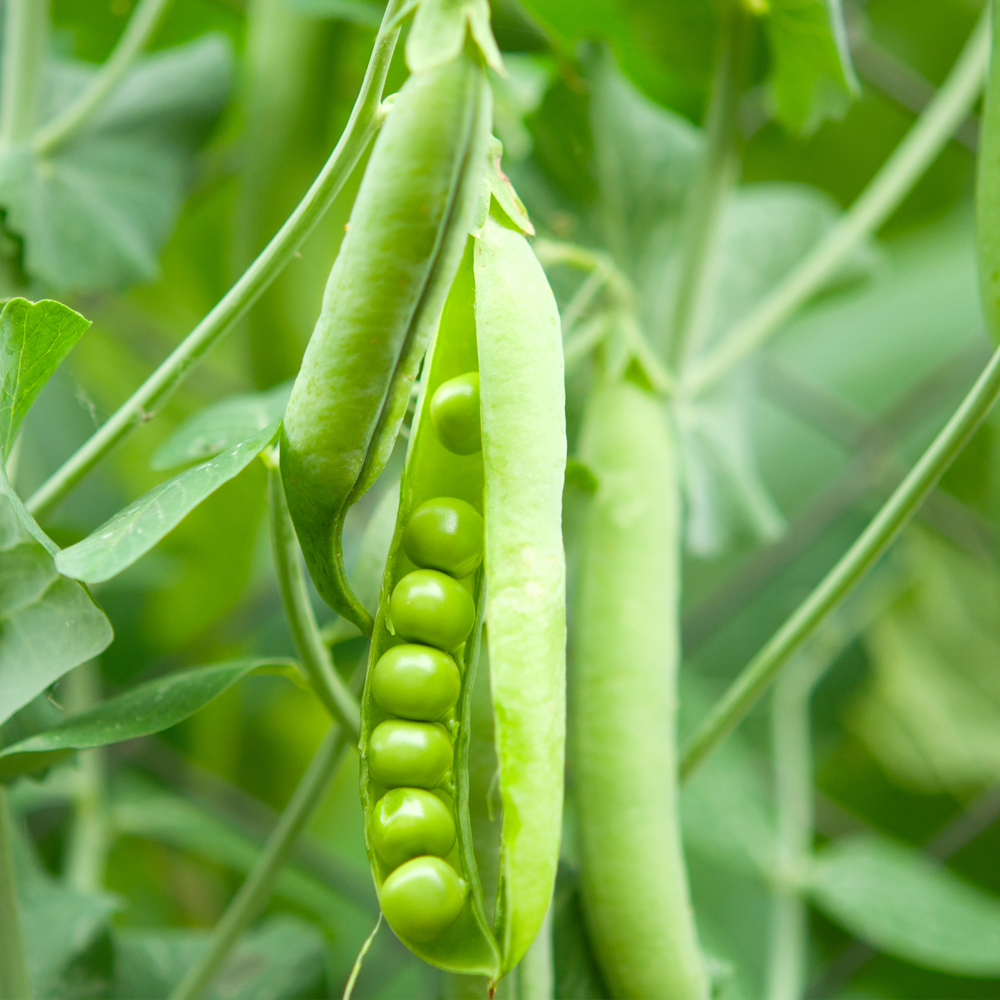 Pea – Lincoln (8-10 Seeds)
