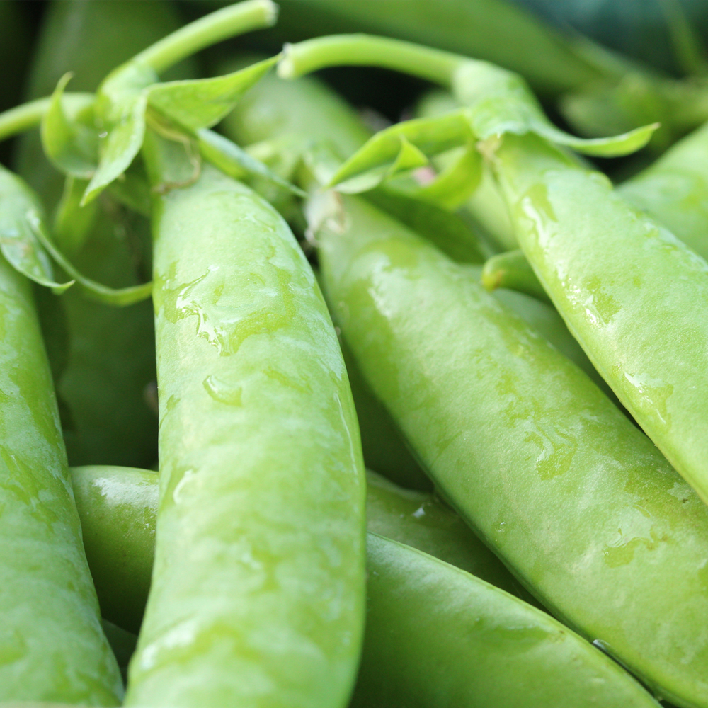 Pea – Snap – Sugar Ann (8-10 Seeds)