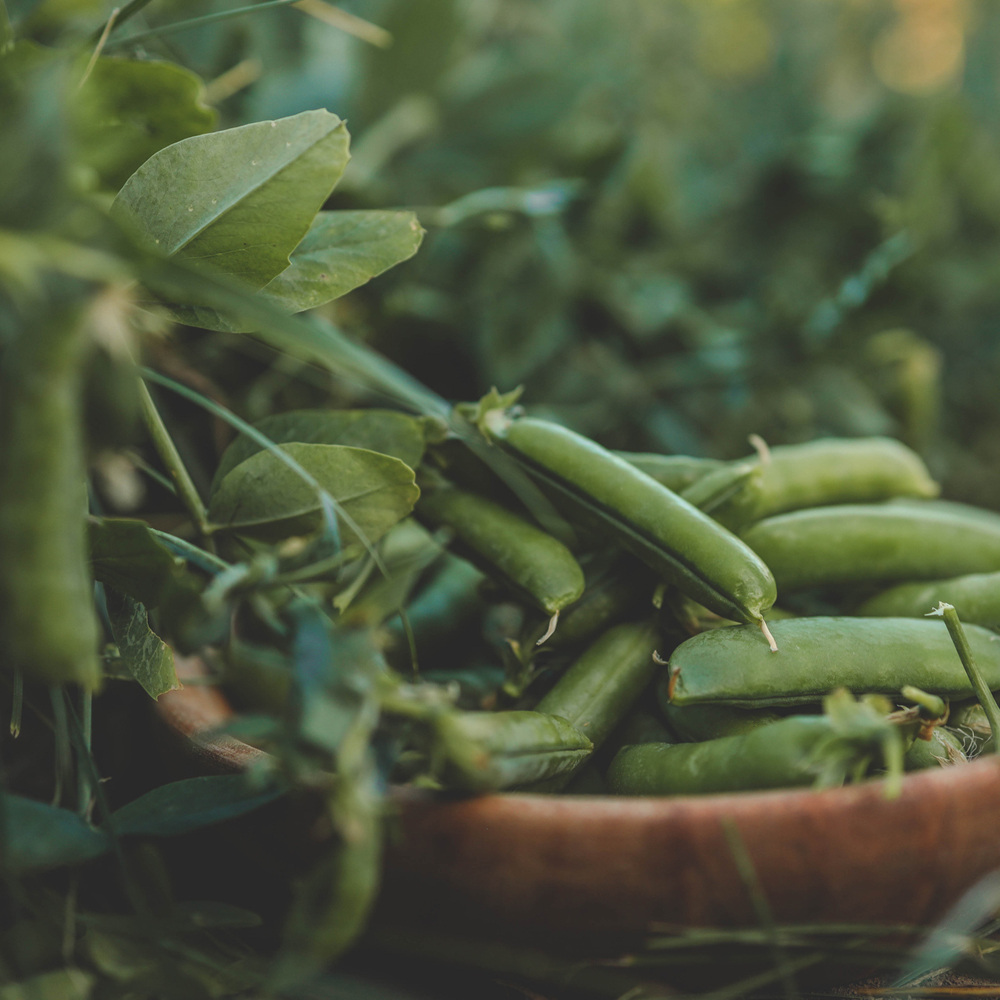 Pea – Snap – Sugar Daddy (8-10 Seeds)