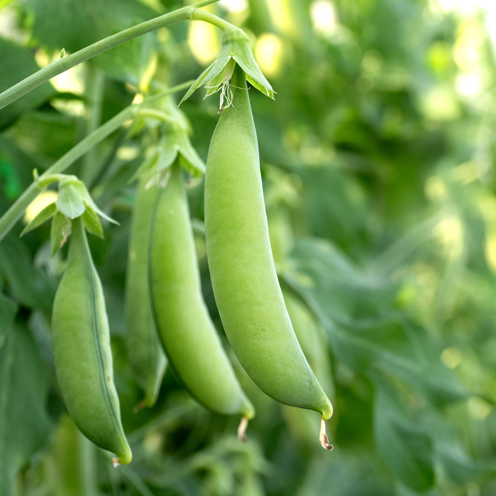 Pea – Snap – Sugar Snap (8-10 Seeds)