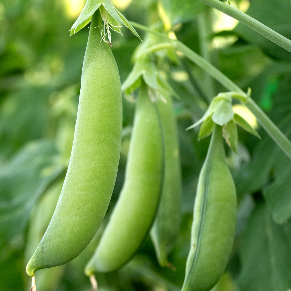 Pea – Snap – Super Sugar Snap (8-10 Seeds)