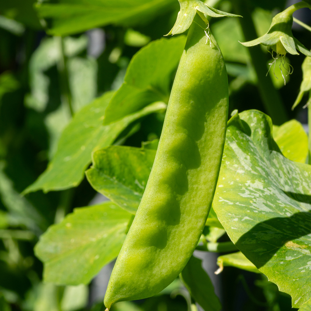 Pea – Snow – Mammoth Melting Sugar Pod (8-10 Seeds)