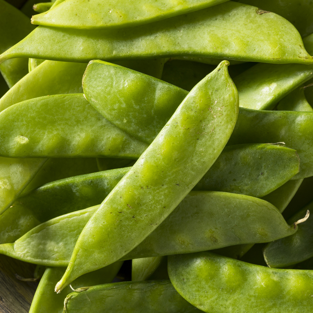 Pea – Snow – Oregon Sugar Pod II (8-10 Seeds)