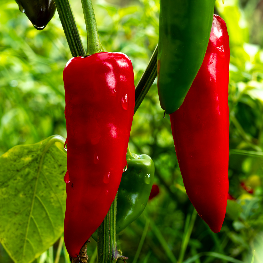 Pepper - Hot - Big Jim