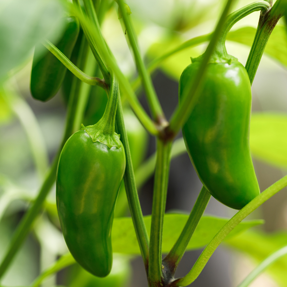 Pepper - Hot - Jalapeno