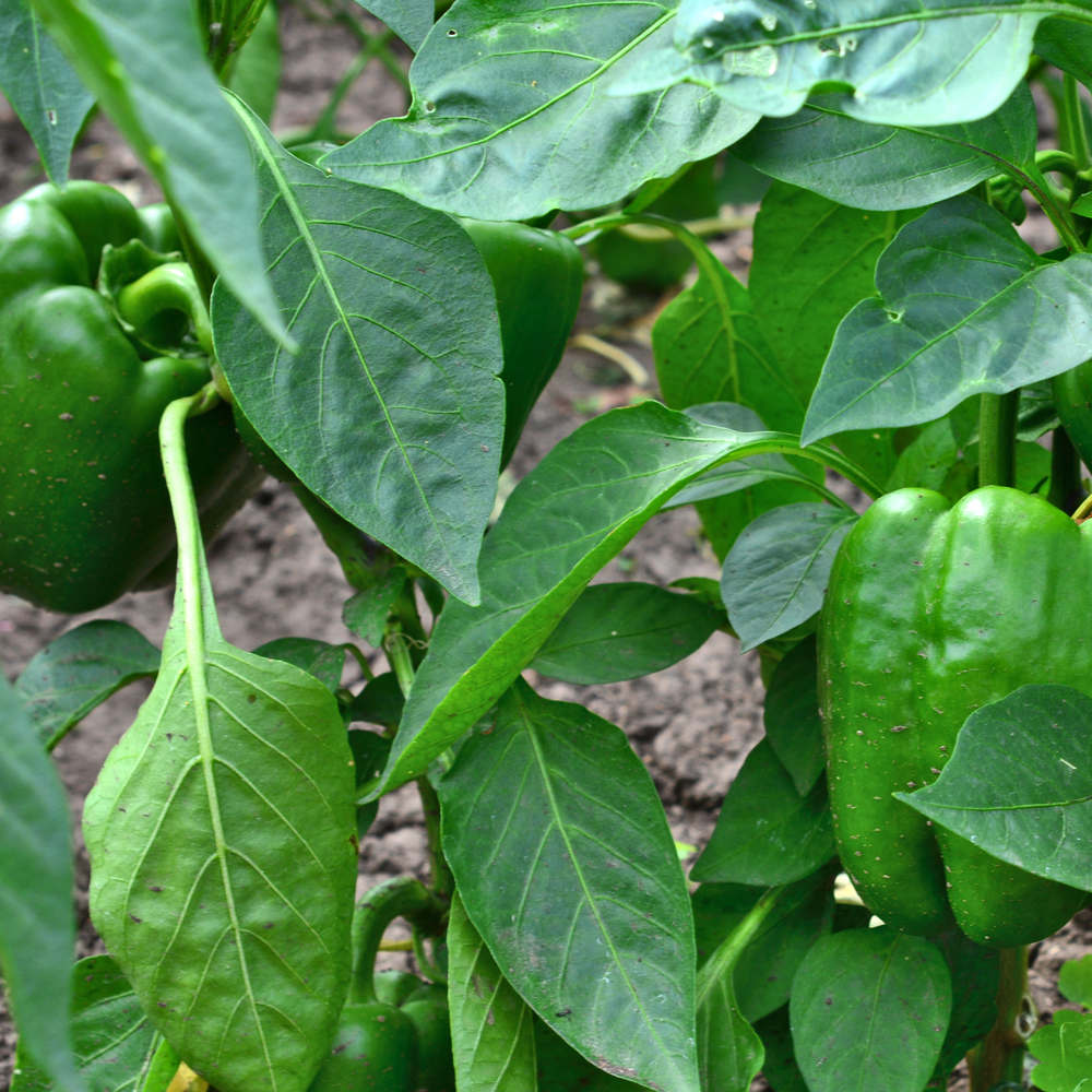 Pepper – Sweet – Emerald Giant (14-16 Seeds)