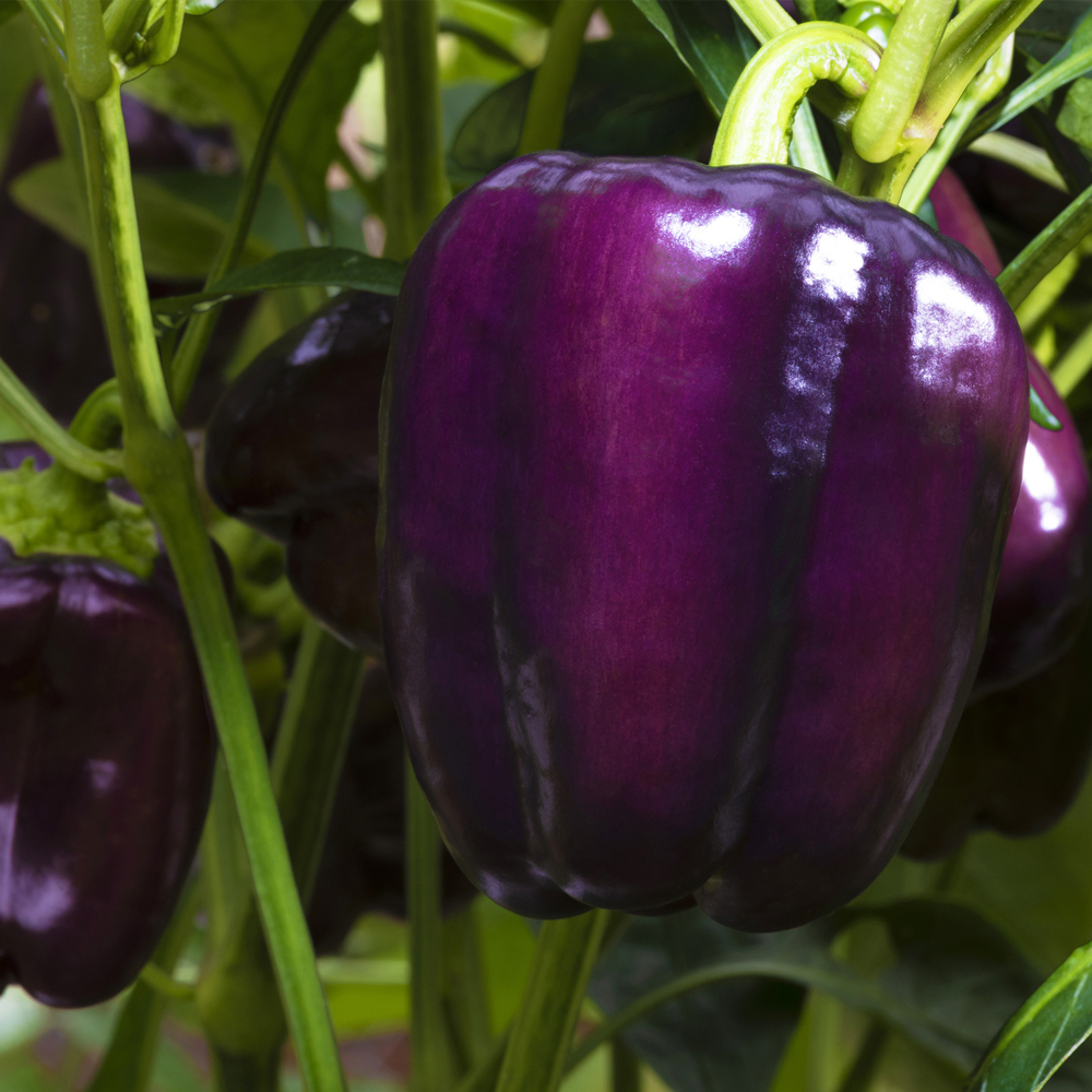 Pepper - Sweet - Purple Beauty