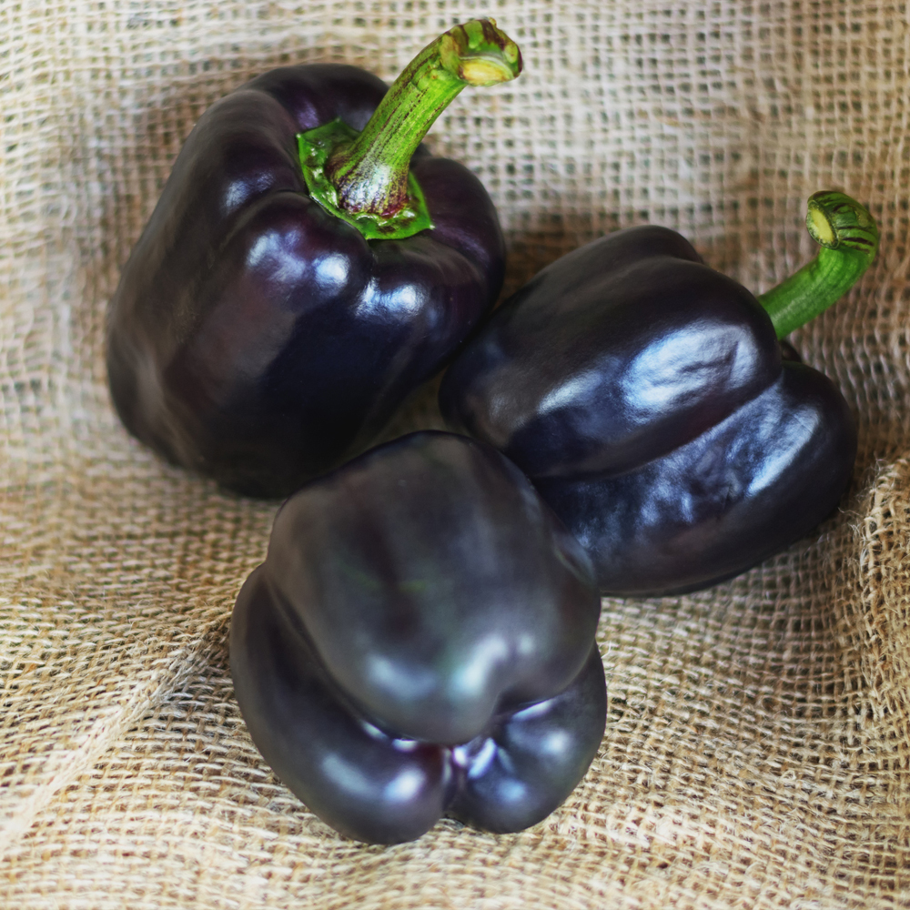 Pepper - Sweet - Purple Beauty