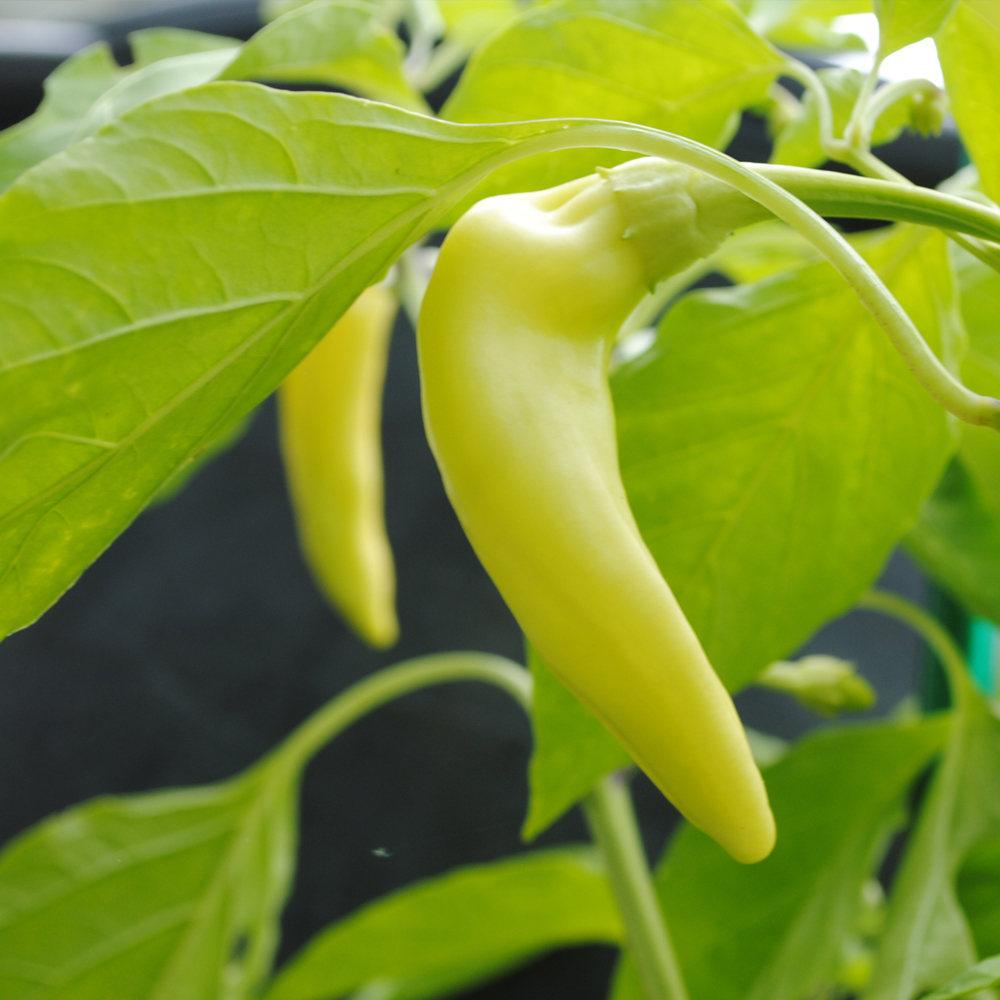 Pepper - Sweet - Sweet Banana