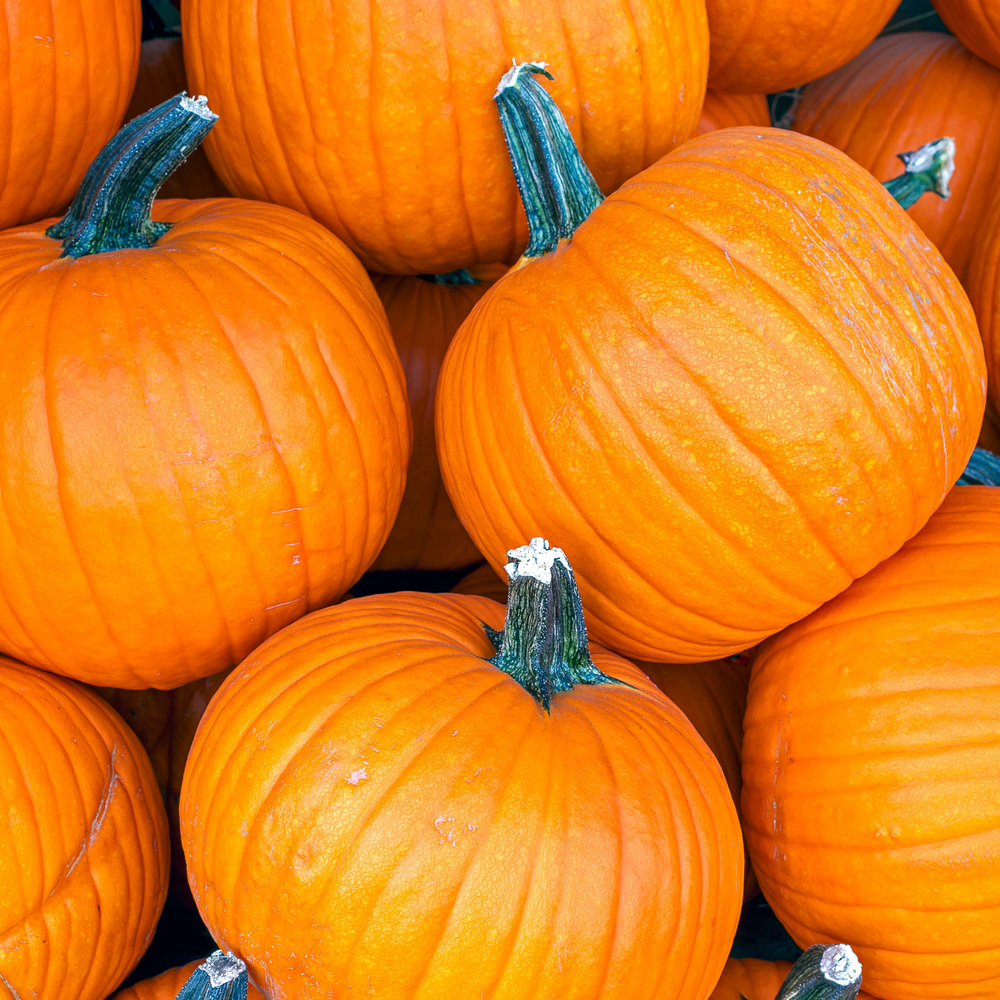 Pumpkin – Howden (6 Seeds)