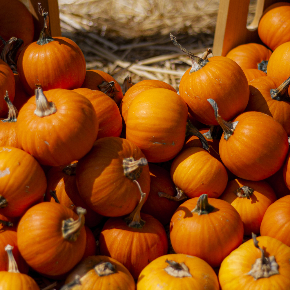 Pumpkin - Jack Be Little
