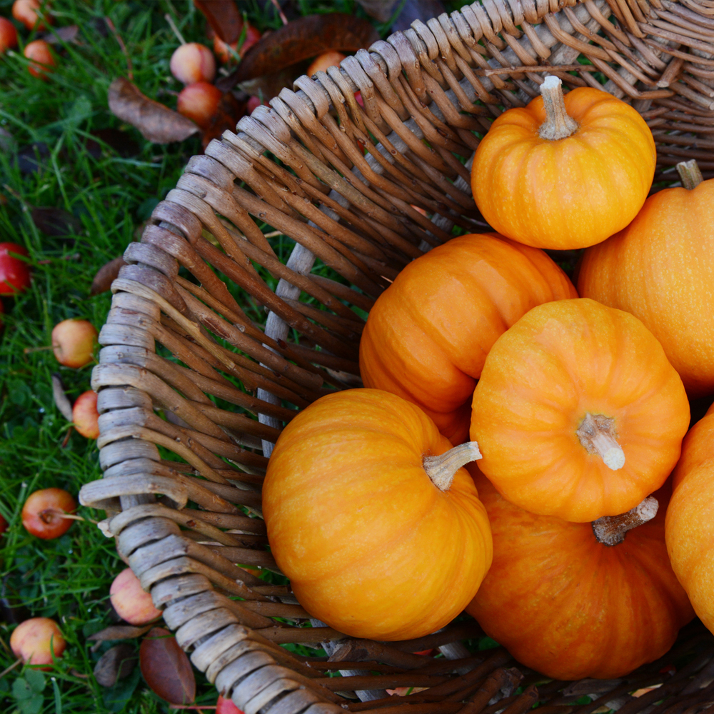 Pumpkin - Jack Be Little