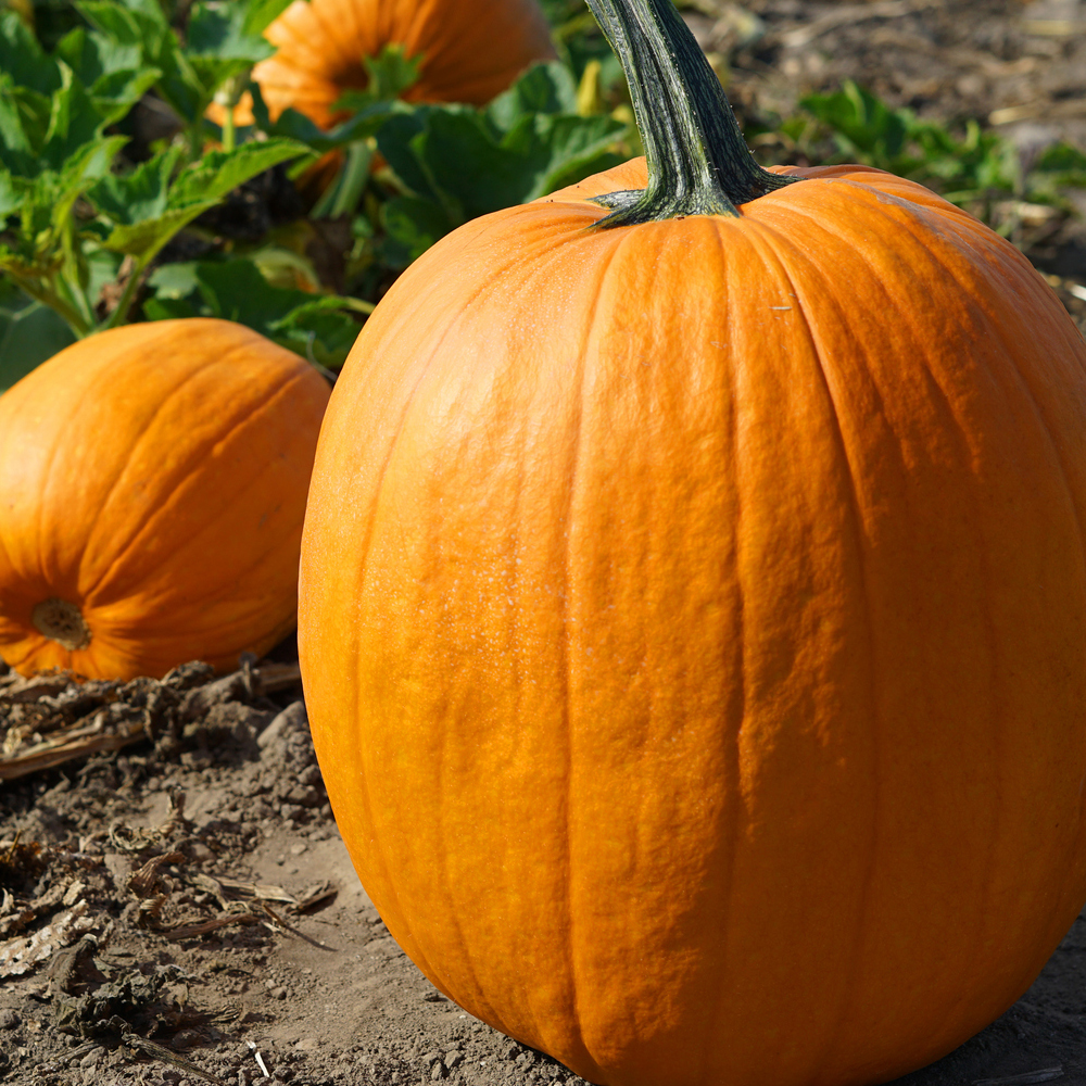 Pumpkin – Jack O Lantern (6 Seeds)