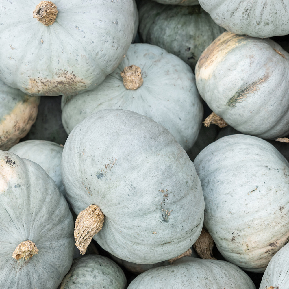 Pumpkin - Jarrahdale