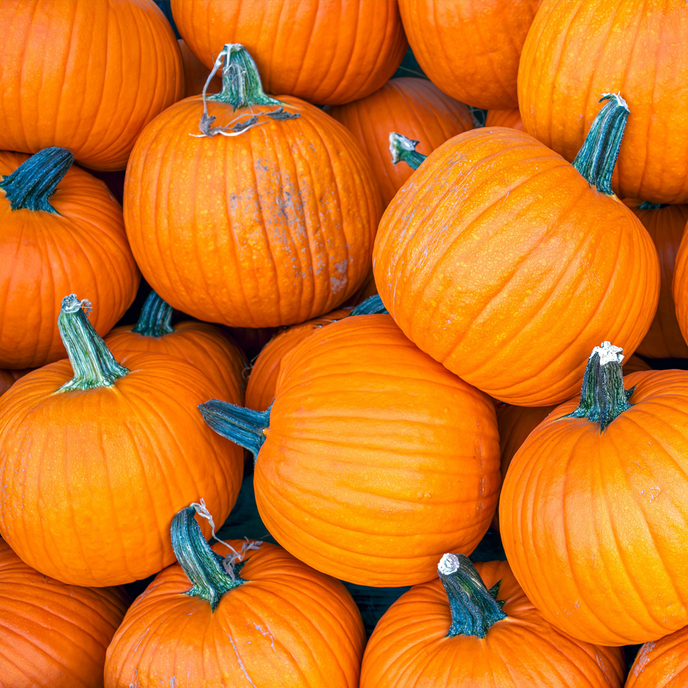 Pumpkin – Sugar Pie (6 Seeds)